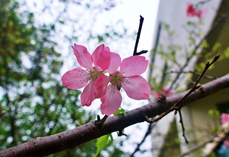 하나투어 패키지 대만