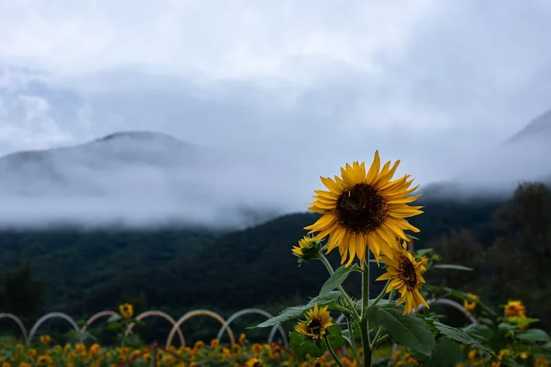 한국에서몰디브