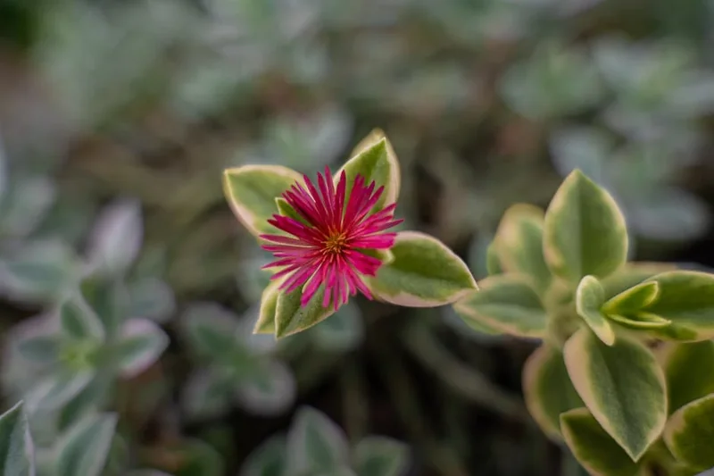 한국에서몰디브